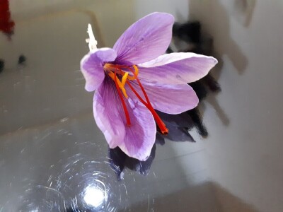 Porodica Nikolić iz Negotina prva je koja proizvodi i prodaje šafran u Srbiji