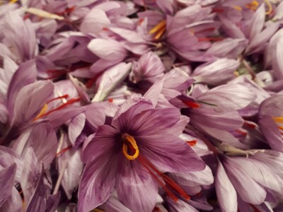 Porodica Nikolić iz Negotina prva je koja proizvodi i prodaje šafran u Srbiji