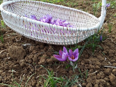 Porodica Nikolić iz Negotina prva je koja proizvodi i prodaje šafran u Srbiji