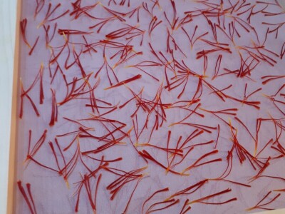 Porodica Nikolić iz Negotina prva je koja proizvodi i prodaje šafran u Srbiji