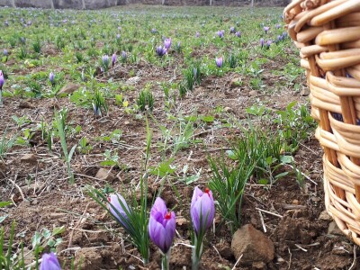 Porodica Nikolić iz Negotina prva je koja proizvodi i prodaje šafran u Srbiji