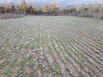 Porodica Nikolić iz Negotina prva je koja proizvodi i prodaje šafran u Srbiji