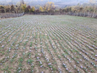 Porodica Nikolić iz Negotina prva je koja proizvodi i prodaje šafran u Srbiji