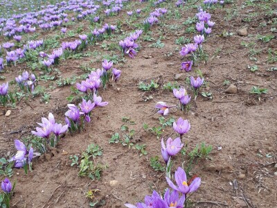 Porodica Nikolić iz Negotina prva je koja proizvodi i prodaje šafran u Srbiji