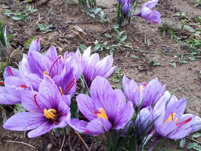 Porodica Nikolić iz Negotina prva je koja proizvodi i prodaje šafran u Srbiji