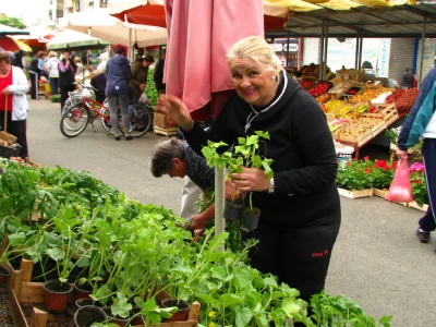 Porodica Purković