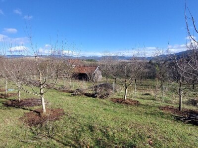 Porodica Rakić iz Kolunića