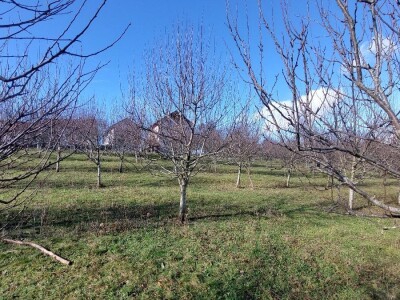 Porodica Rakić iz Kolunića