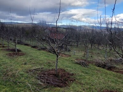 Porodica Rakić iz Kolunića