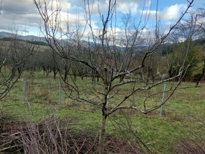 Porodica Rakić iz Kolunića