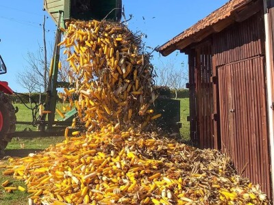 Porodica Sibinčić uzgaja preko 300 vrsta različitog povrća