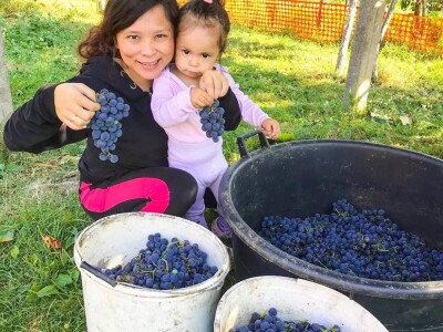 Porodica Sibinčić uzgaja preko 300 vrsta različitog povrća