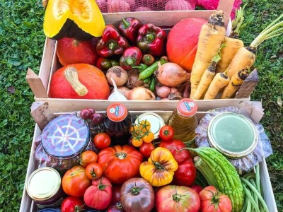 Porodica Sibinčić uzgaja preko 300 vrsta različitog povrća