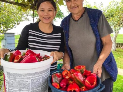 Porodica Sibinčić uzgaja preko 300 vrsta različitog povrća