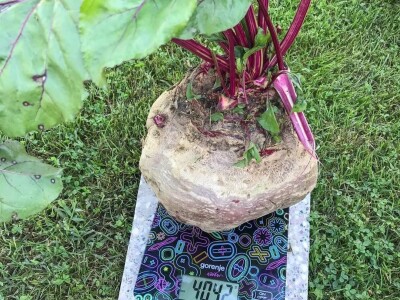 Porodica Sibinčić uzgaja preko 300 vrsta različitog povrća