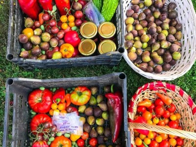 Porodica Sibinčić uzgaja preko 300 vrsta različitog povrća