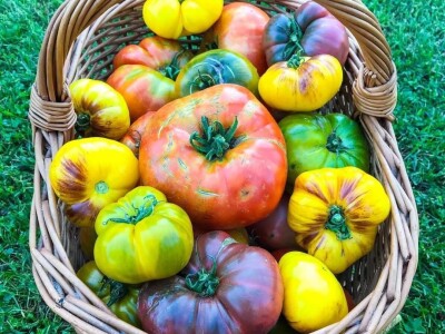 Porodica Sibinčić uzgaja preko 300 vrsta različitog povrća