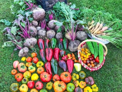 Porodica Sibinčić uzgaja preko 300 vrsta različitog povrća