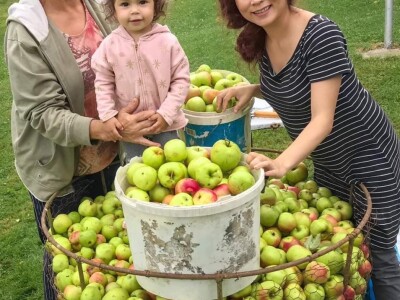 Porodica Sibinčić uzgaja preko 300 vrsta različitog povrća