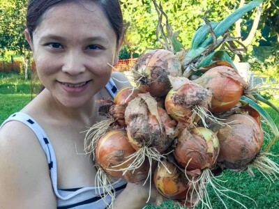 Porodica Sibinčić uzgaja preko 300 vrsta različitog povrća