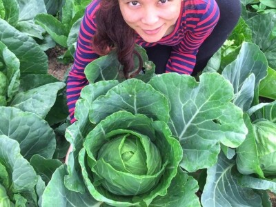 Porodica Sibinčić uzgaja preko 300 vrsta različitog povrća