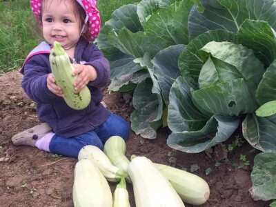Porodica Sibinčić uzgaja preko 300 vrsta različitog povrća