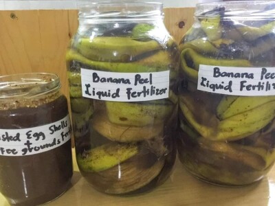 Porodica Sibinčić uzgaja preko 300 vrsta različitog povrća