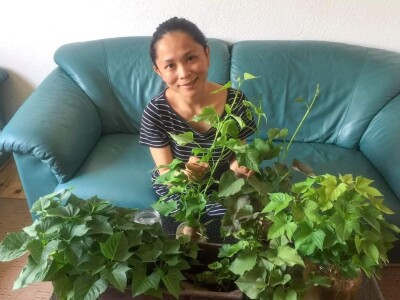 Porodica Sibinčić uzgaja preko 300 vrsta različitog povrća