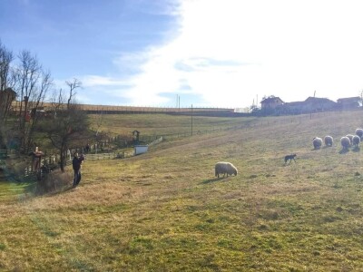 Porodica Sibinčić uzgaja preko 300 vrsta različitog povrća