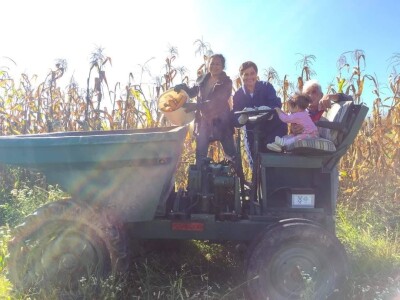 Porodica Sibinčić uzgaja preko 300 vrsta različitog povrća