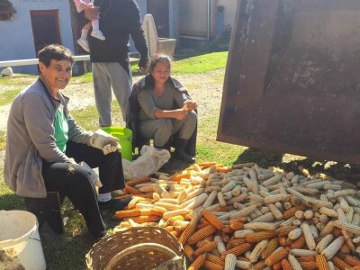 Porodica Sibinčić uzgaja preko 300 vrsta različitog povrća