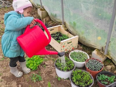 Porodica Sibinčić uzgaja preko 300 vrsta različitog povrća