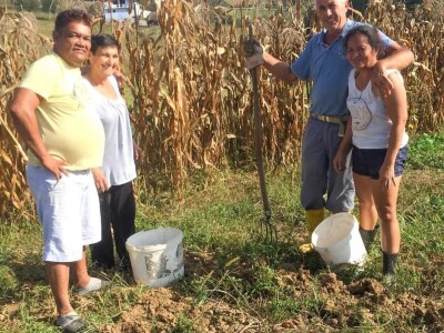 Porodica Sibinčić uzgaja preko 300 vrsta različitog povrća