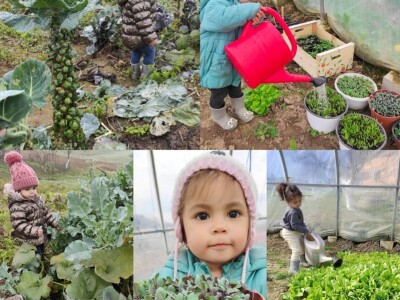 Porodica Sibinčić uzgaja preko 300 vrsta različitog povrća