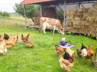 Porodica Sibinčić uzgaja preko 300 vrsta različitog povrća