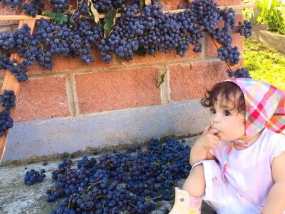 Porodica Sibinčić uzgaja preko 300 vrsta različitog povrća