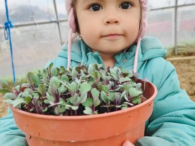 Porodica Sibinčić uzgaja preko 300 vrsta različitog povrća