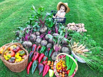 Porodica Sibinčić uzgaja preko 300 vrsta različitog povrća