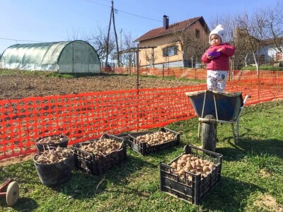 Porodica Sibinčić uzgaja preko 300 vrsta različitog povrća
