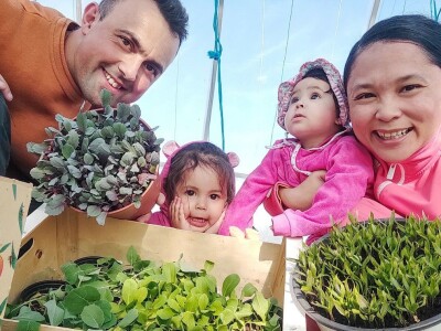 Porodica Sibinčić uzgaja preko 300 vrsta različitog povrća