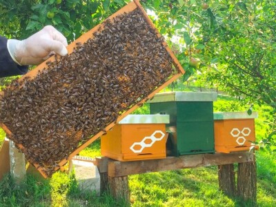 Porodica Sibinčić uzgaja preko 300 vrsta različitog povrća