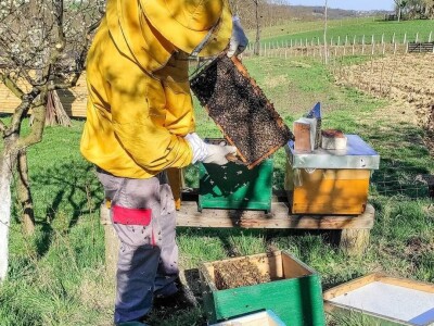 Porodica Sibinčić uzgaja preko 300 vrsta različitog povrća