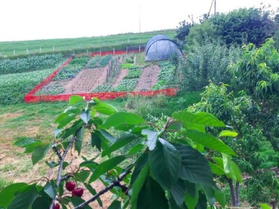 Porodica Sibinčić uzgaja preko 300 vrsta različitog povrća