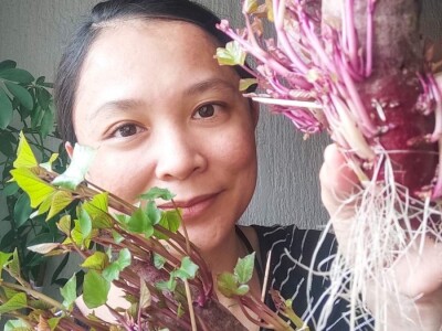 Porodica Sibinčić uzgaja preko 300 vrsta različitog povrća