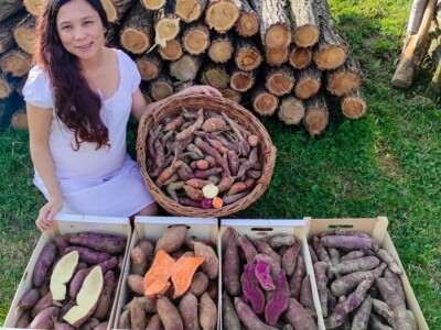 Porodica Sibinčić uzgaja preko 300 vrsta različitog povrća