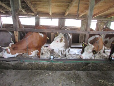 Porodica Zečević iz Donje Kozice