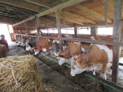 Porodica Zečević iz Donje Kozice