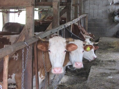 Porodica Zečević iz Donje Kozice