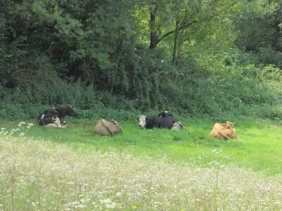Porodica Zečević iz Donje Kozice