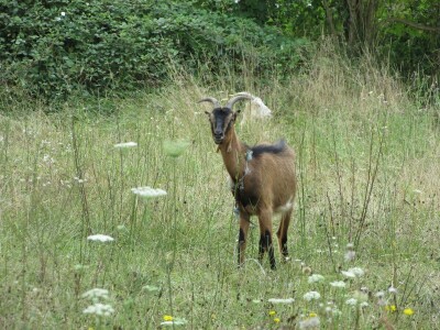 Porodica Zečević iz Donje Kozice